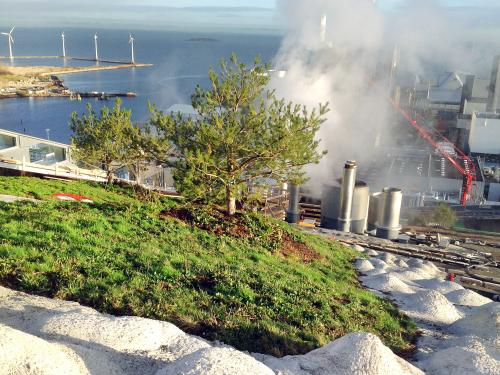 Vegetation mats and small pine tree on a steep pitched green roof